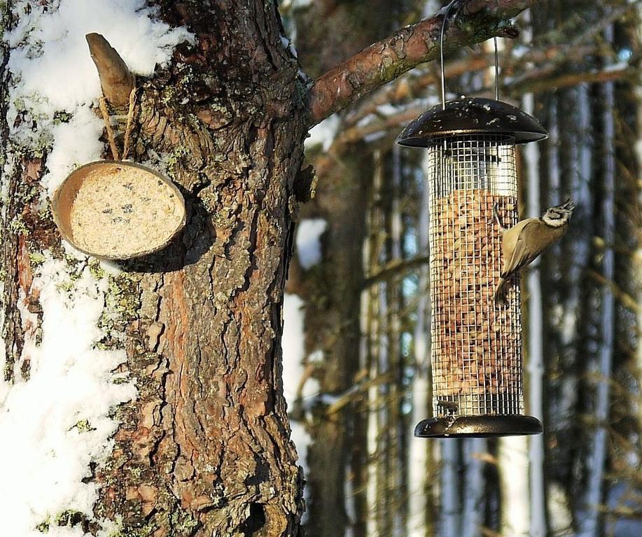 Dava School House Bed & Breakfast Grantown-on-Spey ภายนอก รูปภาพ