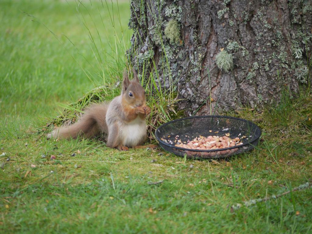 Dava School House Bed & Breakfast Grantown-on-Spey ภายนอก รูปภาพ
