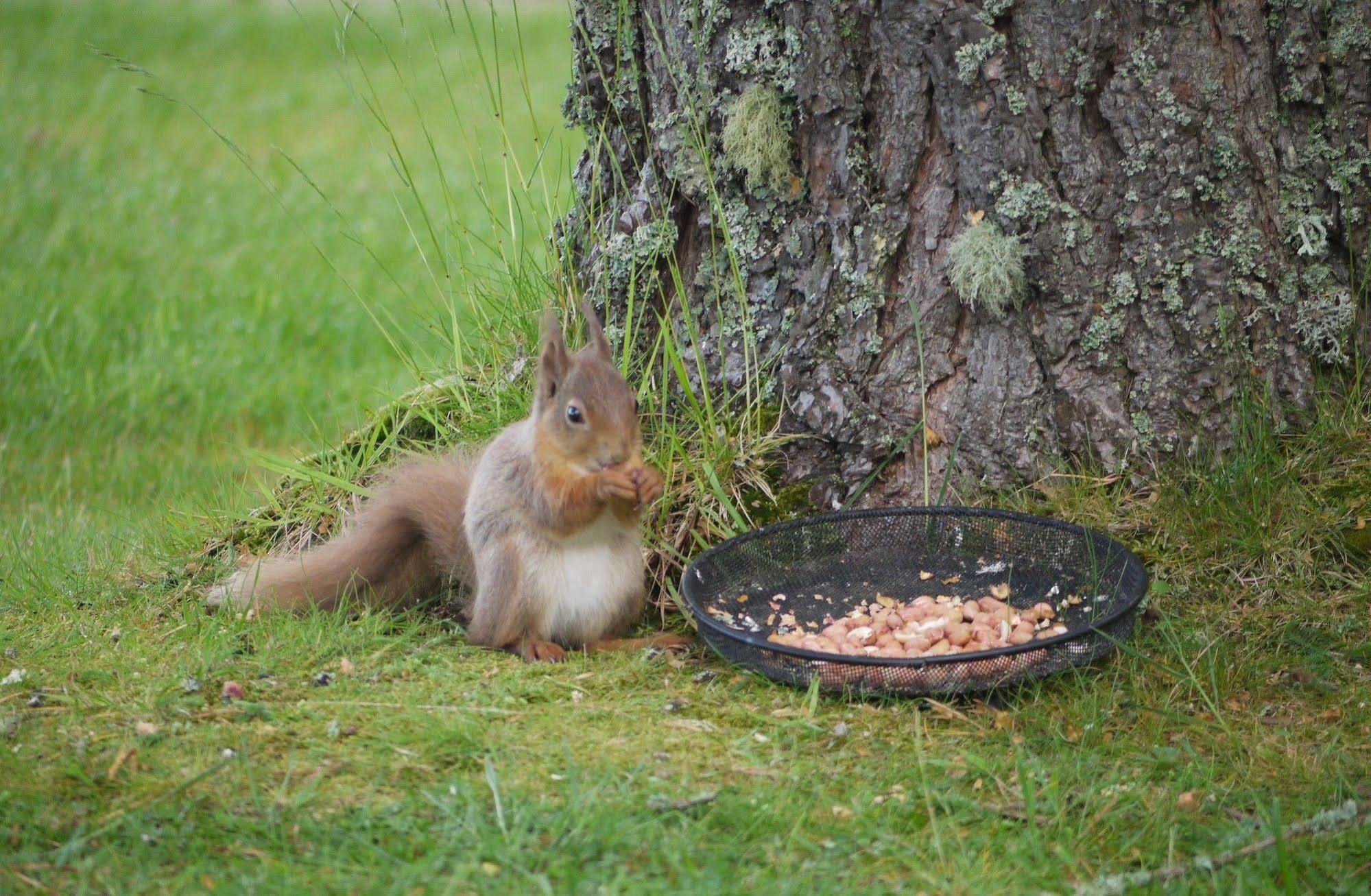 Dava School House Bed & Breakfast Grantown-on-Spey ภายนอก รูปภาพ